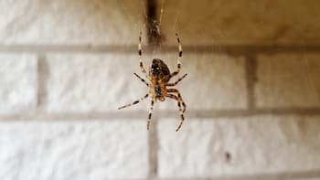 How to Get Rid of Spiders in Your House: A Guide for Homeowners